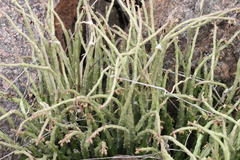 Caralluma adscendens var. attenuata